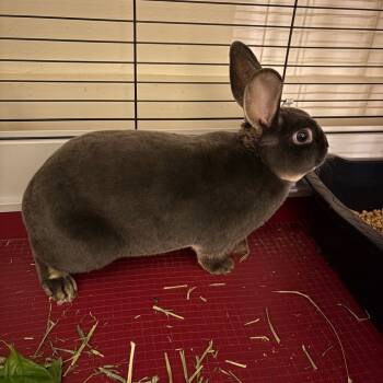 Rescue Mini Rex Rabbits for Adoption in Gansevoort, New York - Mr. Fickelgruber | PetCurious