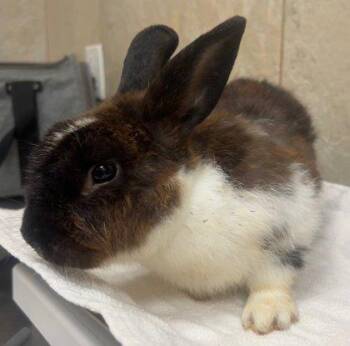 Alaska -  American Rabbit for Adoption in Honolulu, Hawaii - Alaska | PetCurious