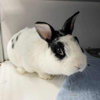 Double Stuffed Oreo -  Dwarf and Bunny Rabbit Rabbit for Adoption in Wheaton, Illinois - Double Stuffed Oreo | PetCurious