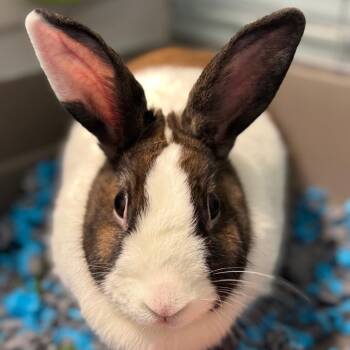 Niko -  Dutch Rabbit for Adoption in Greensboro, North Carolina - Niko | PetCurious