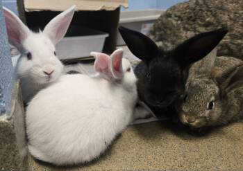 Baby bunnies -  Dwarf Rabbit for Adoption in Manassas, Virginia - Baby Bunnies | PetCurious