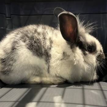 SASHA -  Lionhead Rabbit for Adoption in St. Louis, Missouri - SASHA | PetCurious