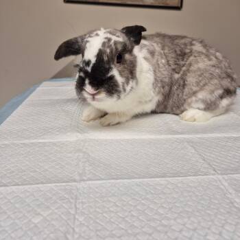 Mufasa -  Bunny Rabbit Rabbit for Adoption in Gansevoort, New York - Mufasa | PetCurious