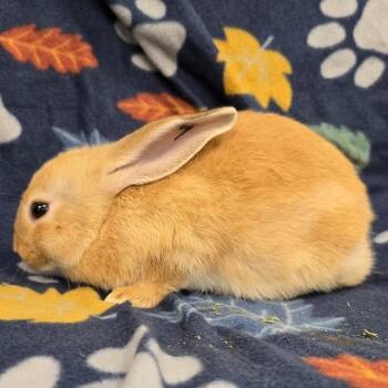 Lavender -  American and Palomino Rabbit for Adoption in Evansville, Indiana - Lavender | PetCurious