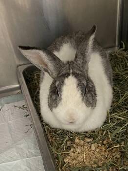 American Rabbits Available for Adoption in Rustburg, Virginia - Mr Bunny - At Shelter 4/24 | PetCurious