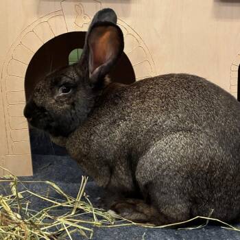 Timmy -  Flemish Giant and Bunny Rabbit Rabbit Available for Adoption in Providence, Rhode Island - Timmy | PetCurious