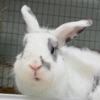 Bunny Rabbit Rabbits Available for Adoption - Stencil | PetCurious