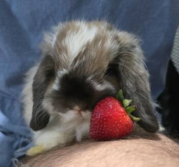 Rescue American Fuzzy Lop and Lionhead Rabbits for Adoption in Knoxville, Tennessee - Arnold And Palmer | PetCurious
