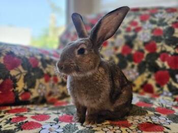 Courtney -  American Rabbit for Adoption in Folsom, California - Courtney | PetCurious