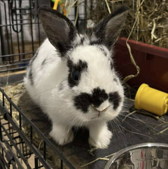 Rescue Netherland Dwarf Rabbits for Adoption in Kalamazoo, Michigan - Carisma | PetCurious