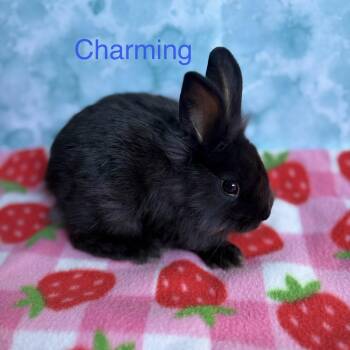 Bunny Rabbit and Lionhead Rabbits Available for Adoption in Modesto, California - Charming | PetCurious