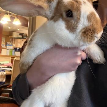 Bunny Rabbit Rabbits Available for Adoption in Norwalk, Connecticut - Lorenzo  | PetCurious