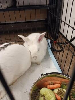 CARROT CAKE -  Bunny Rabbit Rabbit for Adoption in Brentwood, Missouri - CARROT CAKE | PetCurious