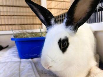 Bunny Rabbit Rabbits Available for Adoption - BENITO | PetCurious