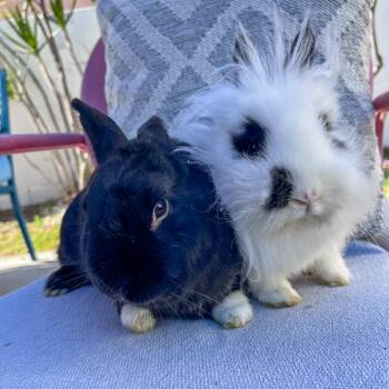 Rescue Lionhead and Havana Rabbits for Adoption in Los Angeles, California - Leona & Bran Stark | PetCurious