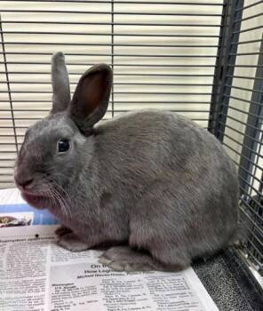American Rabbits Available for Adoption - Agathe | PetCurious