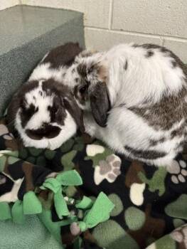 Oreo (& Lady Flops-a-Lot) -  American and Lop Eared Rabbit Available for Adoption in Fairfax, Virginia - Oreo (& Lady Flops-a-Lot) | PetCurious