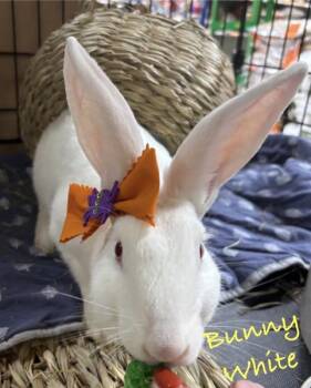 Rescue New Zealand Rabbits for Adoption in Kalamazoo, Michigan - Bunny White | PetCurious