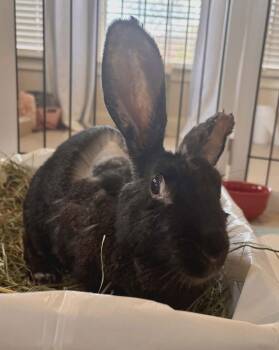 Bunny Rabbit Rabbits Available for Adoption - Annie (Lil Orphan Annie) | PetCurious