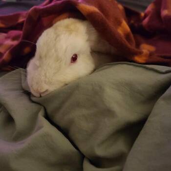 Wobbles -  English Lop Rabbit for Adoption in Gansevoort, New York - Wobbles | PetCurious