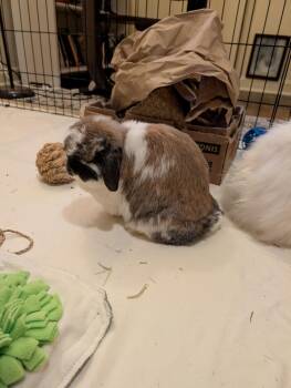 Rescue Holland Lop Rabbits for Adoption - Lola (with Bondmate Blue) | PetCurious