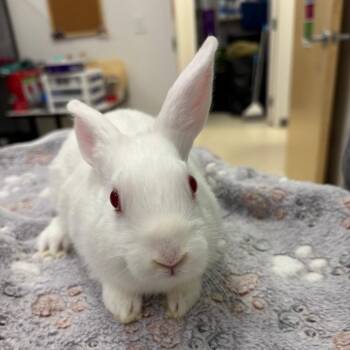 American Rabbits Available for Adoption in Warwick, Rhode Island - Spinner | PetCurious