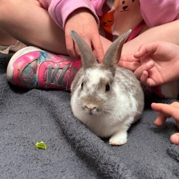 Walter WoogieWaffle -  Rex Rabbit for Adoption in Murray, Utah - Walter WoogieWaffle | PetCurious