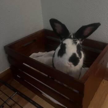 Oreo -  Bunny Rabbit Rabbit for Adoption in Madison, Wisconsin - Oreo | PetCurious