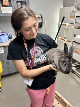 Edgar -  Bunny Rabbit Rabbit for Adoption in Wichita, Kansas - Edgar | PetCurious