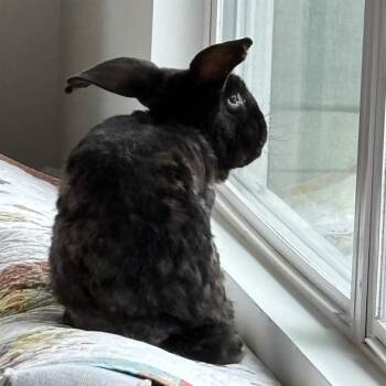 Bunny Rabbit Rabbits Available for Adoption - JARVIS | PetCurious