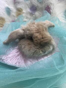 American Fuzzy Lop Rabbits Available for Adoption - Nigel  | PetCurious