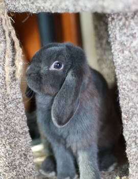 Rescue Mini Lop Rabbits for Adoption in Skyline, Minnesota - Grace Nibblesworth | PetCurious