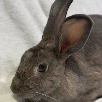Rescue New Zealand Rabbits for Adoption in Saint Charles, Missouri - Emma | PetCurious