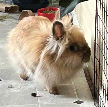 Rescue Lionhead Rabbits for Adoption in Minneapolis, Minnesota - Dorothy | PetCurious