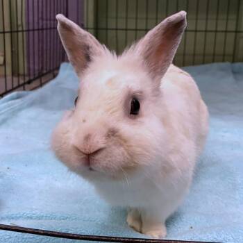 Willy Nilly -  Lionhead and Bunny Rabbit Rabbit for Adoption in Providence, Rhode Island - Willy Nilly | PetCurious