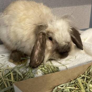 Sister Skrunkly -  Bunny Rabbit Rabbit for Adoption in Allentown, Pennsylvania - Sister Skrunkly | PetCurious