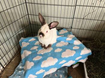 Californian Rabbits Available for Adoption in Las Vegas, Nevada - Robbie (PEN 14) | PetCurious