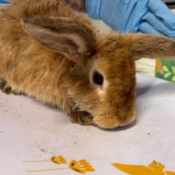 Butterscotch -  American Rabbit for Adoption in Tampa, Florida - Butterscotch | PetCurious