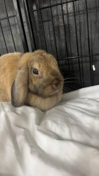 Cashew -  Holland Lop and Dutch Rabbit for Adoption in East Brookfield, Massachusetts - Cashew | PetCurious