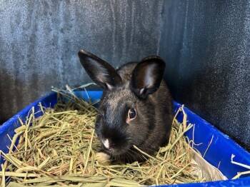 Rescue Bunny Rabbit Rabbits for Adoption in Tustin, California - OSCAR | PetCurious