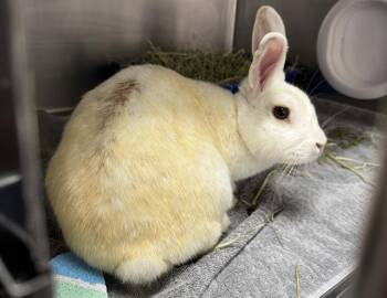 Bunny Rabbit Rabbits Available for Adoption in Palo Alto, California - GERTRUDE | PetCurious