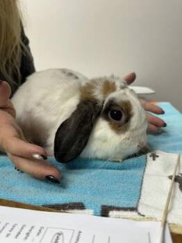 Churro -  Holland Lop Rabbit for Adoption in Sacramento, California - Churro | PetCurious