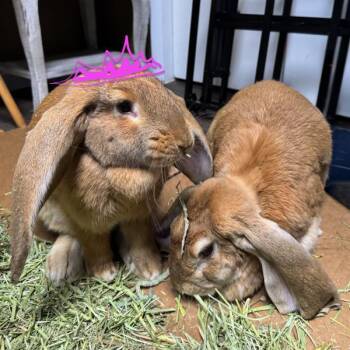 Raya -  English Lop Rabbit for Adoption in Kalamazoo, Michigan - Raya | PetCurious