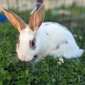 Lifesaver -  Hotot and Mini Rex Rabbit Available for Adoption in York, Pennsylvania - Lifesaver | PetCurious