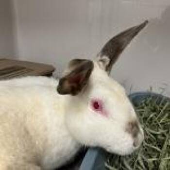 Snow White -  Californian Rabbit for Adoption in Hilliard, Ohio - Snow White | PetCurious