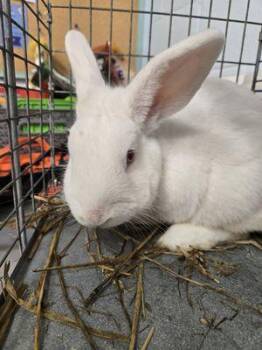 Bunny Rabbit Rabbits Available for Adoption - Eggo | PetCurious