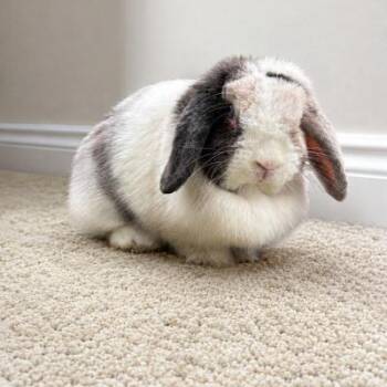 Stormy -  Holland Lop Rabbit for Adoption in Kalamazoo, Michigan - Stormy | PetCurious