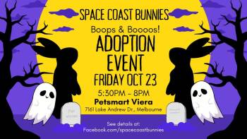 Adoption Event 10/23/26! -  Californian and Lop Eared Rabbit for Adoption in Melbourne, Florida - Adoption Event 10/23/26! | PetCurious