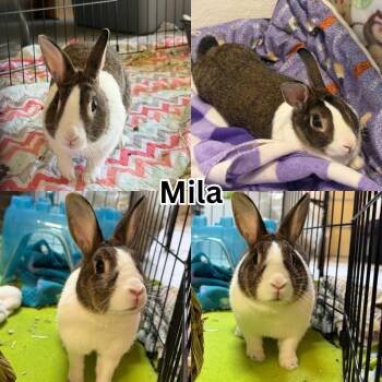 Mila -  Dwarf Rabbit for Adoption in Ripon, California - Mila | PetCurious
