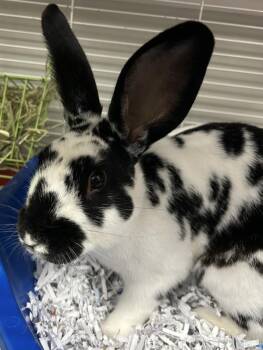 Thumper -  English Spot Rabbit for Adoption in Winnipeg, Manitoba - Thumper | PetCurious